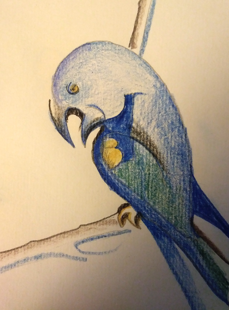 blue parrot